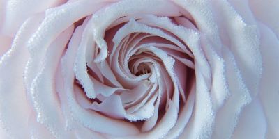 Come splendide Rose cresciute in vaso